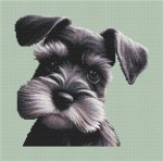 Schnauzer Portrait (image for) Schnauzer Portrait